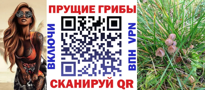 гидра вход Кстово Галлюциногенные грибы Psilocybine cubensis